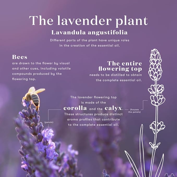 Lavender Essential Oil by Young Living, 15 Milliliters, Topical and Aromatic Use