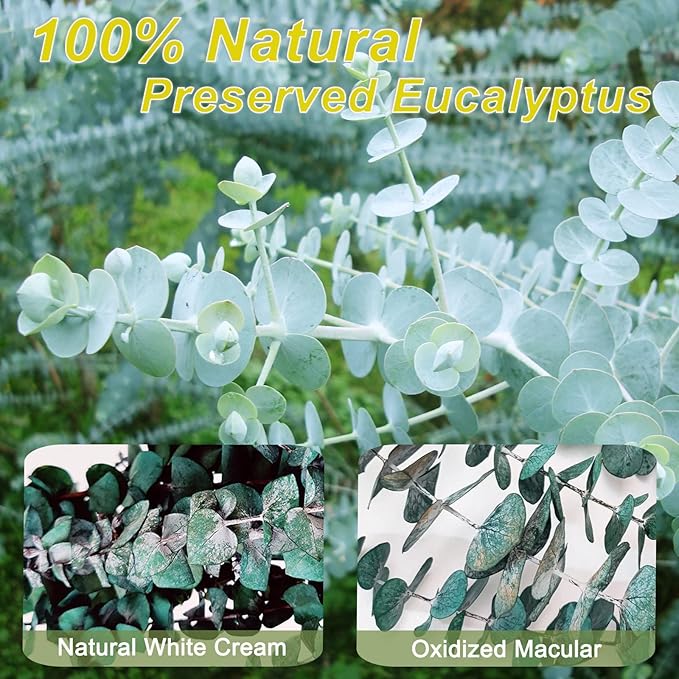 16 Pcs Preserved-Dried-Eucalyptus-Branches,17" Real Natural Fresh Eucalyptus Plant for Shower, Real Eucalyptus Bunch for Vase Filler, Greenery Stem, Dried Flowers Arrangement, Floral Home Decor