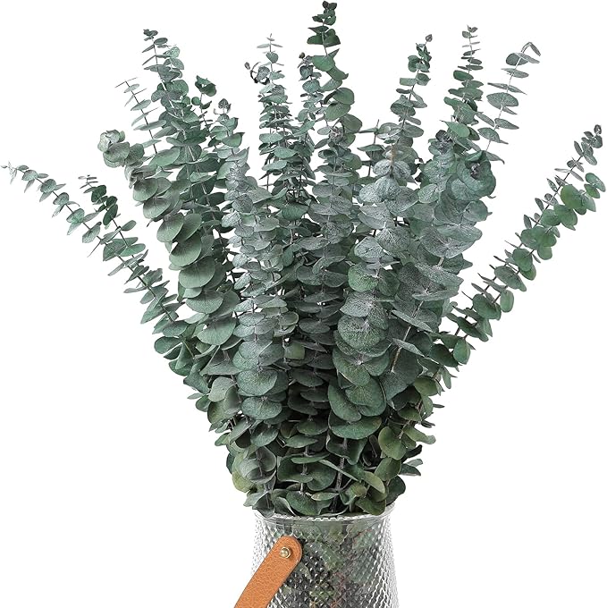 30 Pcs Dried Eucalyptus Stems 17" Real Eucalyptus for Shower Hanging 100% Made from Fresh Leaves, Wedding, Home, Farmhouse, DIY Spring Decor
